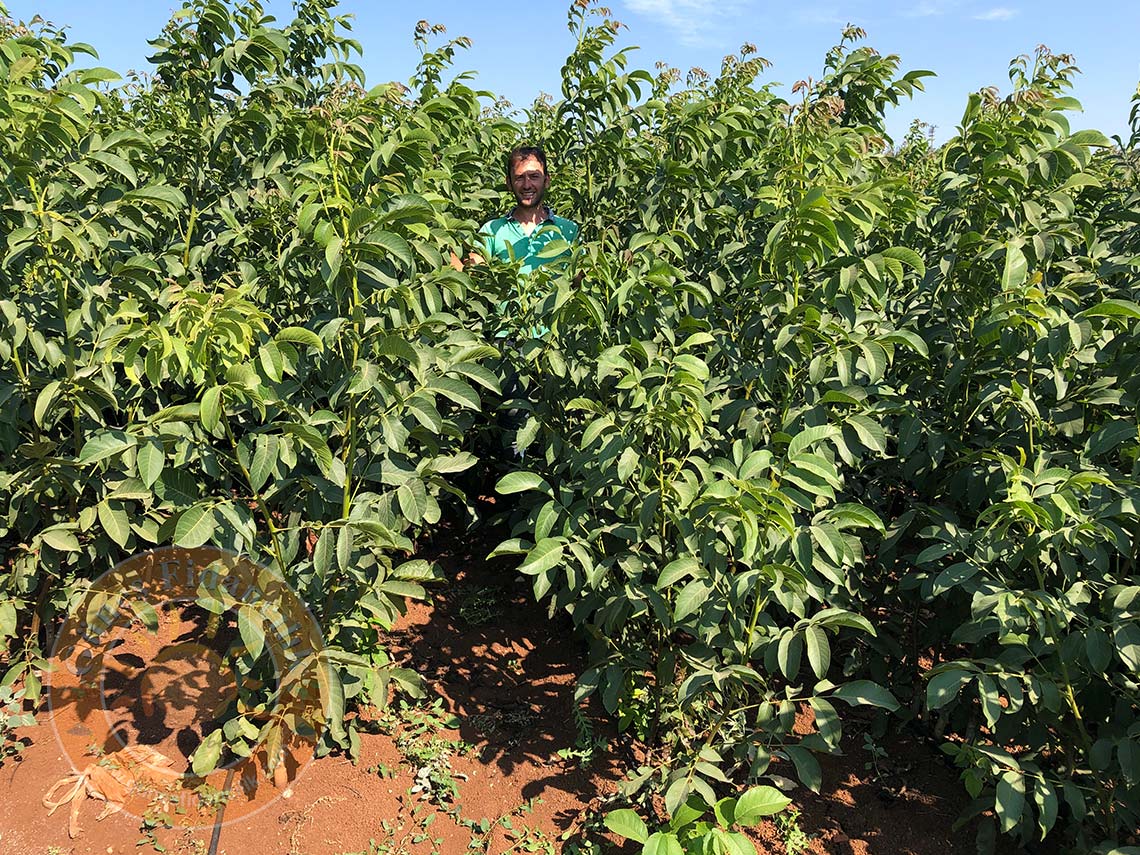 açık köklü fernor