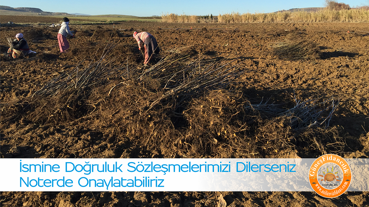 açık köklü fernor ceviz fidanı sökümü