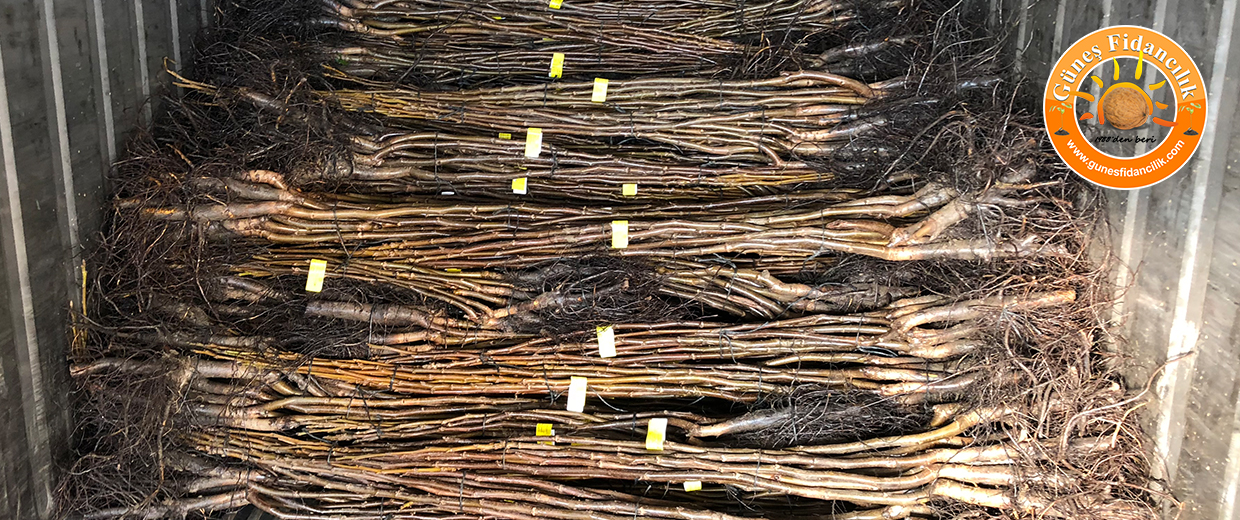 acik-koklu-fernor-ceviz-fidani