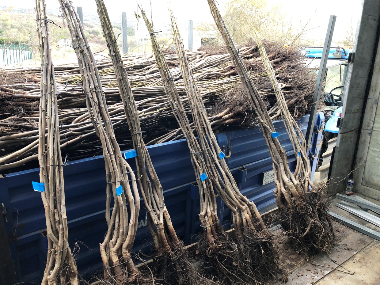 aşılı fernor ceviz fidanı