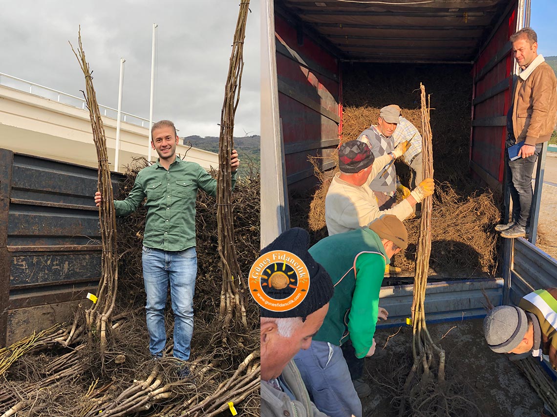 fernor ceviz fidanı dikimi