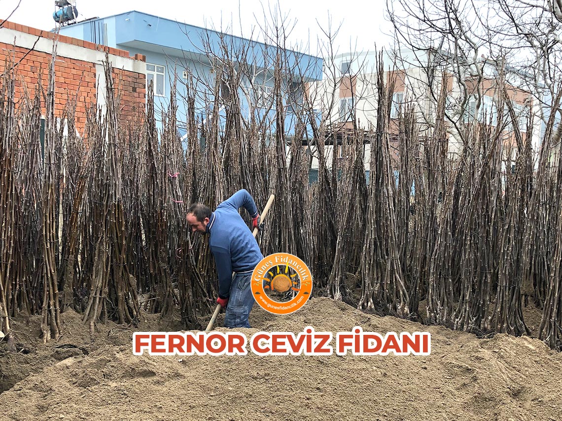 fernor ceviz fidanı fiyatları
