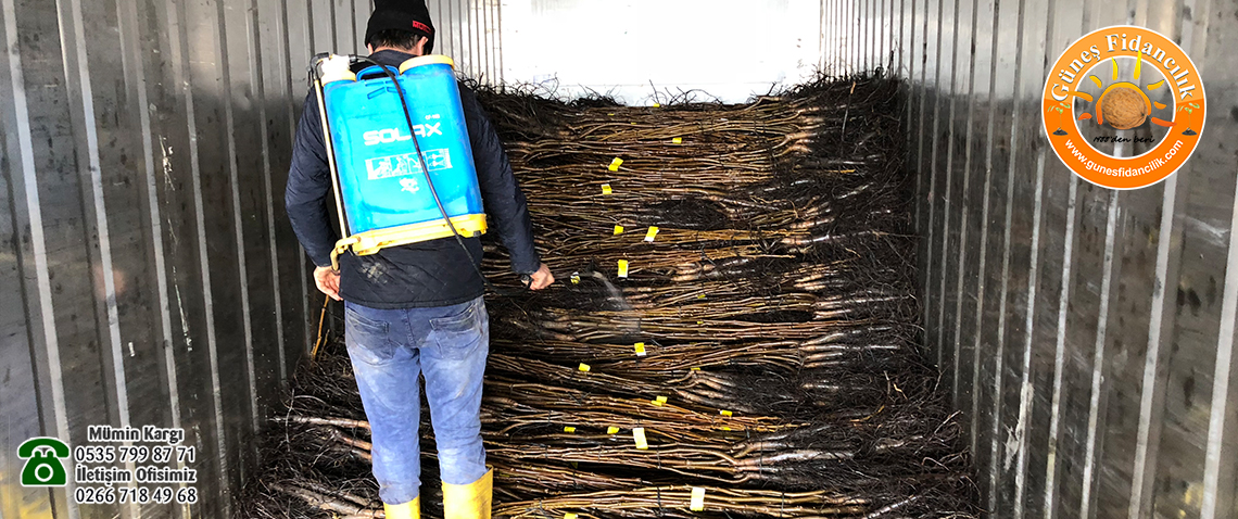 fernor ceviz fidanı sipariş