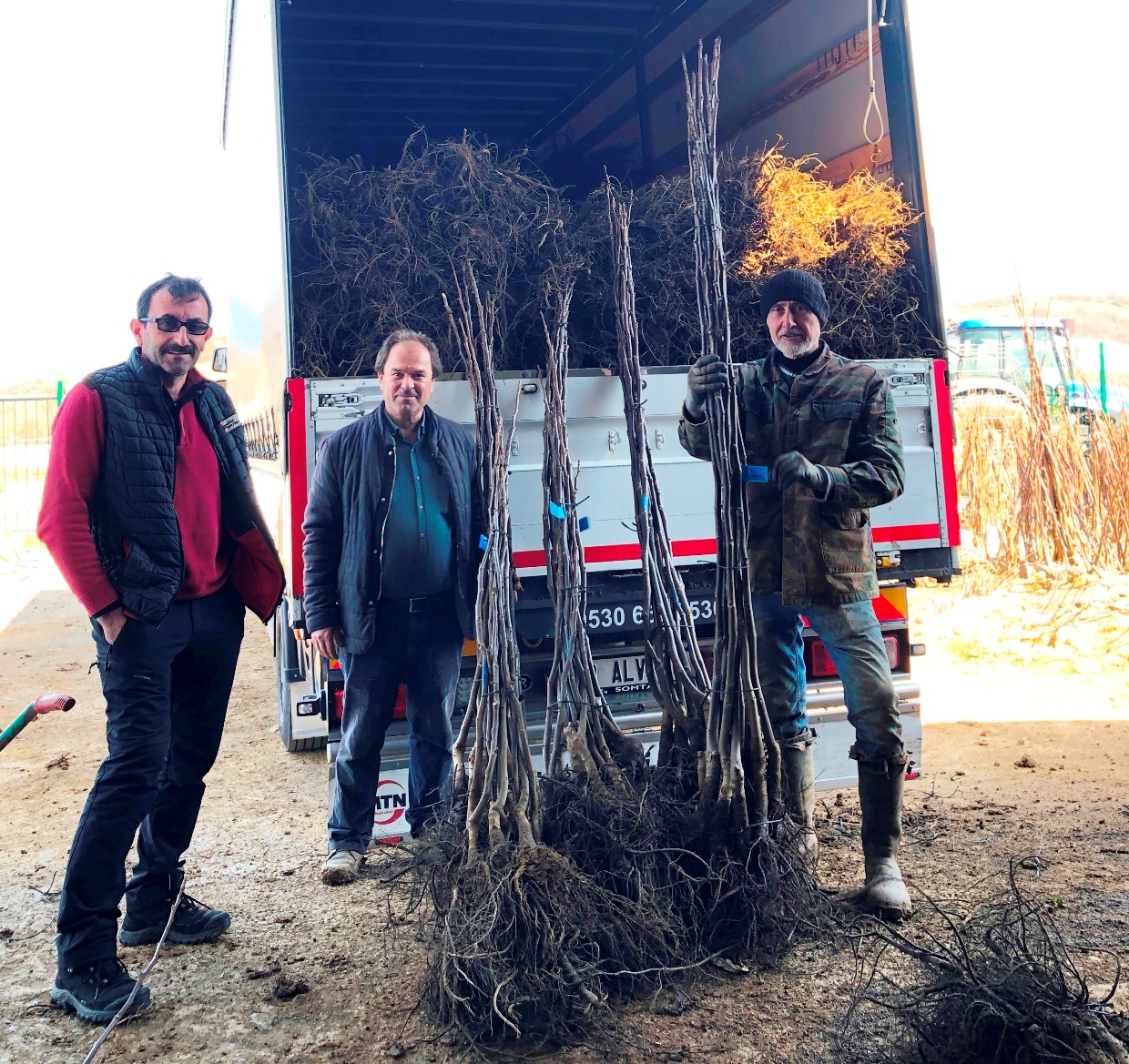 fernor ceviz fidanı