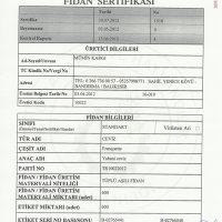 tuplu-ceviz-fidani-franquette-sertifikasi