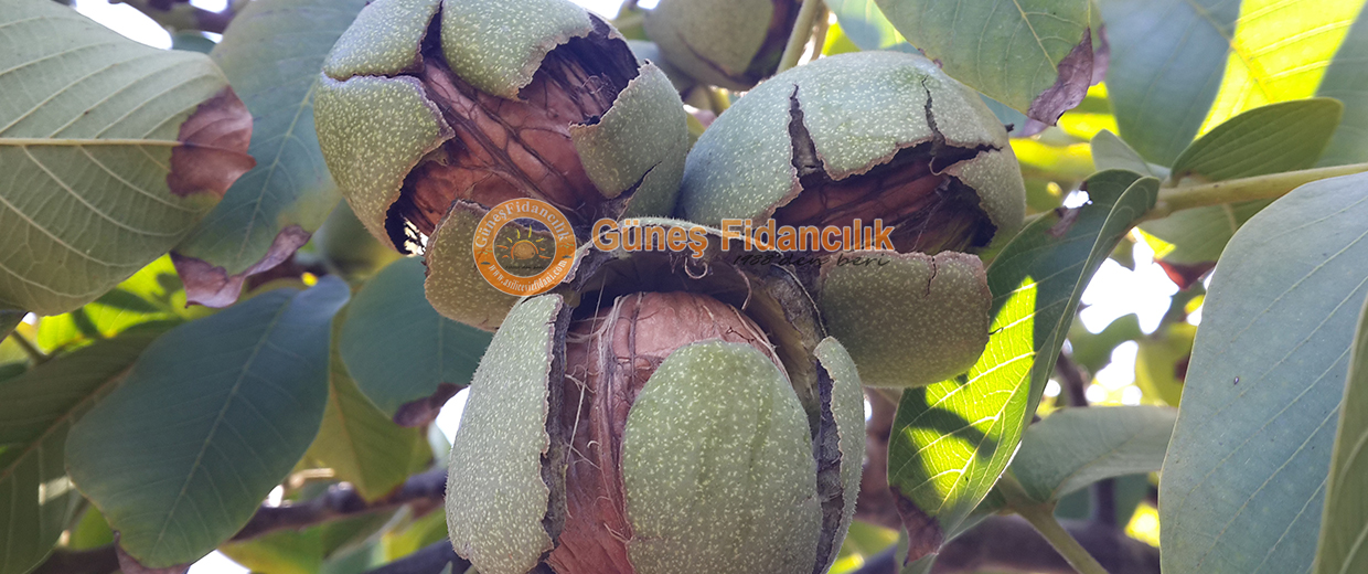 chandler-slide-meyve